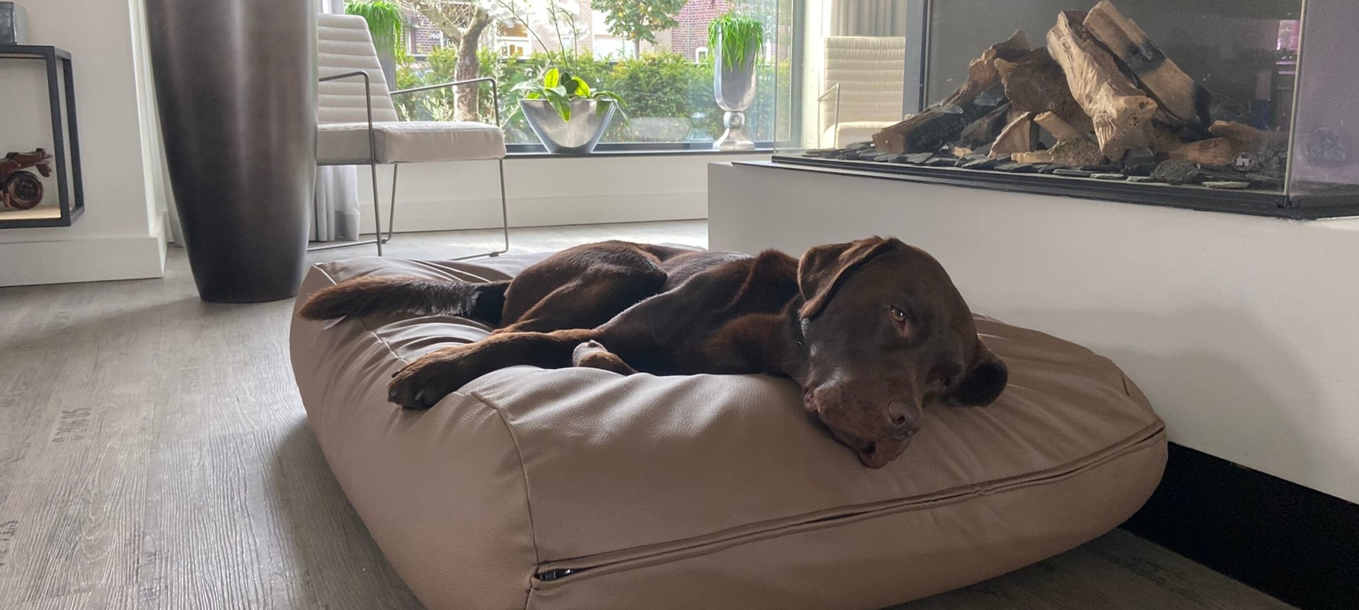 Mijn hond slaapt onrustig? Oorzaken en oplossingen voor een betere nachtrust