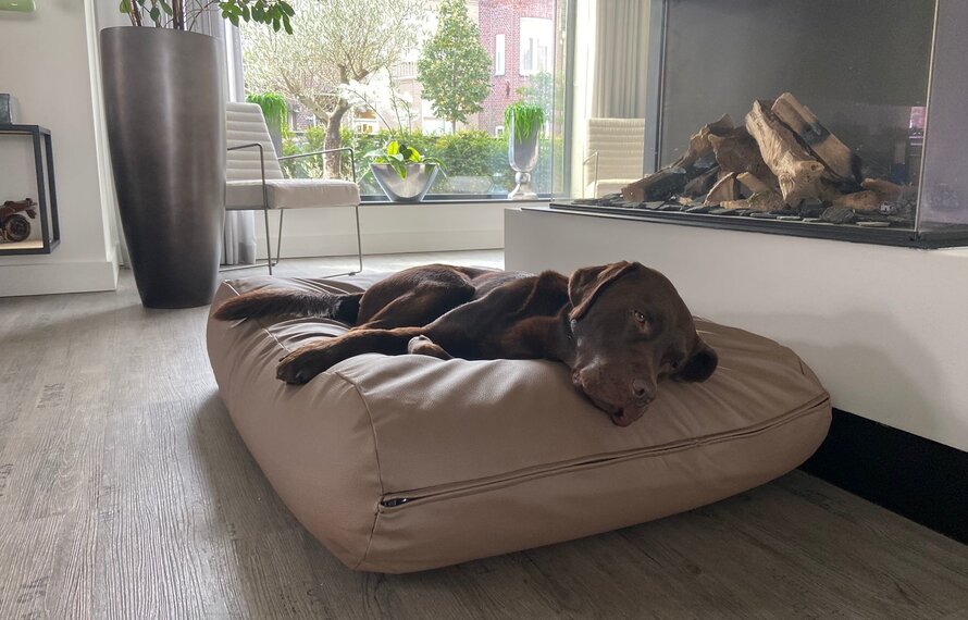 Mijn hond slaapt onrustig? Oorzaken en oplossingen voor een betere nachtrust