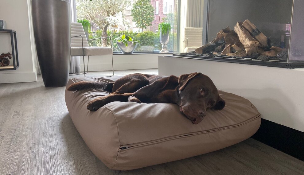 Mijn hond slaapt onrustig? Oorzaken en oplossingen voor een betere nachtrust