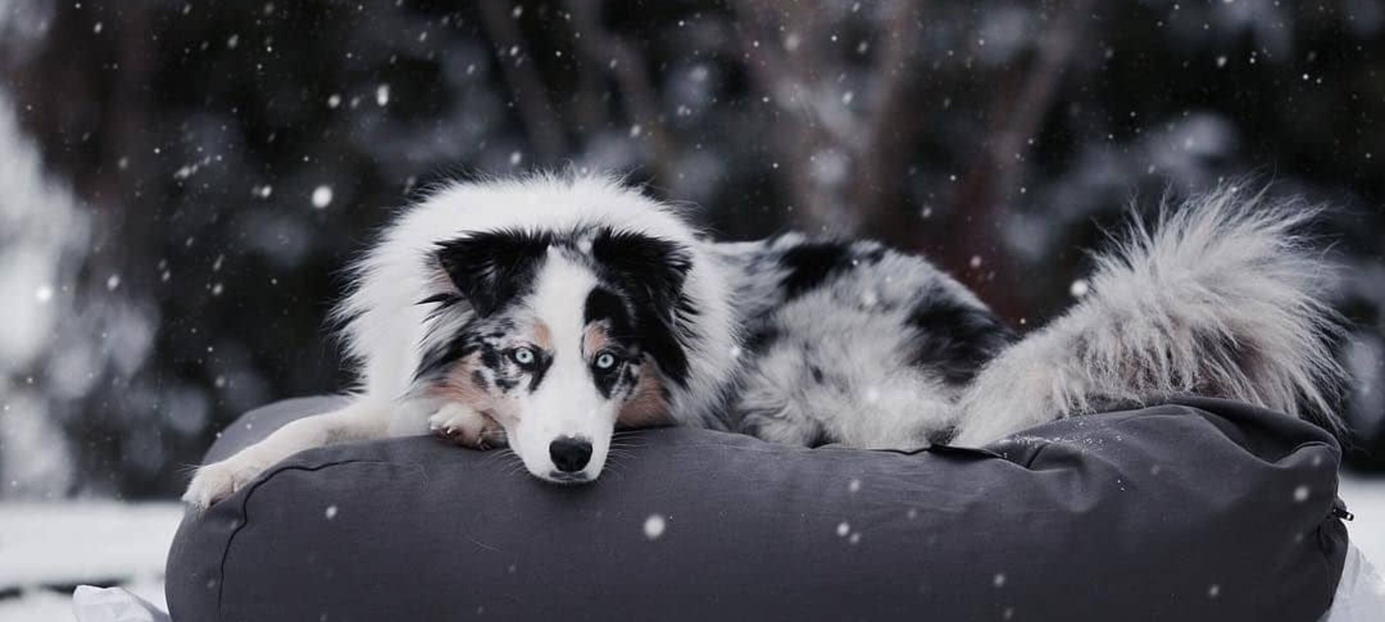 Hond herstel na kou en sneeuw: tips voor spieren, gewrichten en slaap