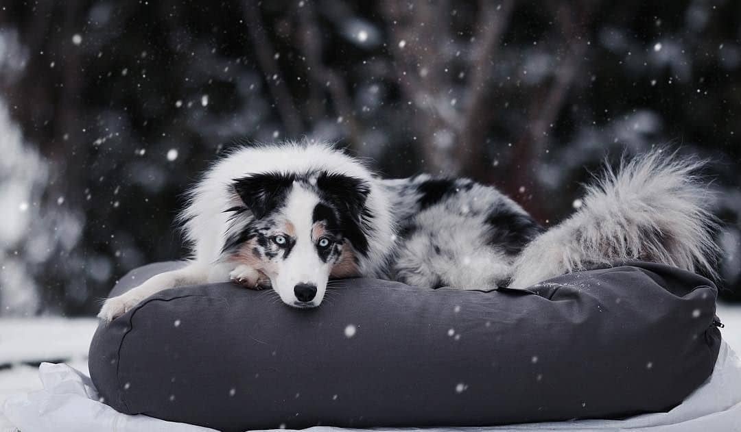 https://cdn.webshopapp.com/shops/11900/files/489635867/hond-herstel-na-kou-en-sneeuw-tips-voor-spieren-ge.jpg