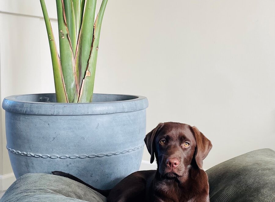 Hondenbed hunting ribcord small