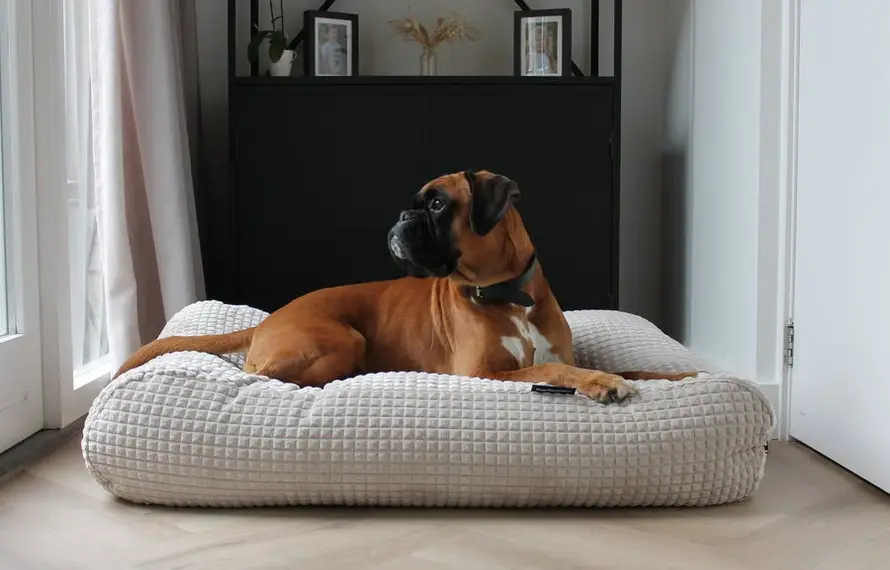 Interieurtrends 2026: kleuren, stijlen en hondenkussens, hondenbedden en hondenmanden voor woonkamer en keuken
