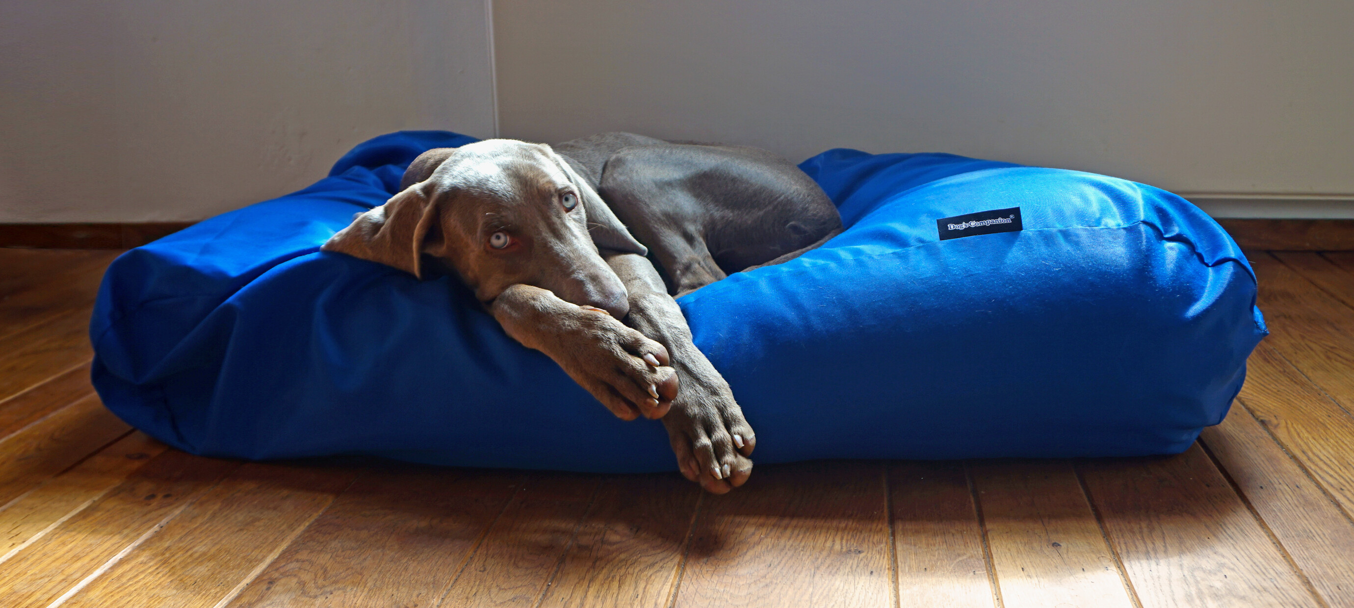 Hond in de regen? Zo voorkom je een nat huis én een kletsnat hondenkussen
