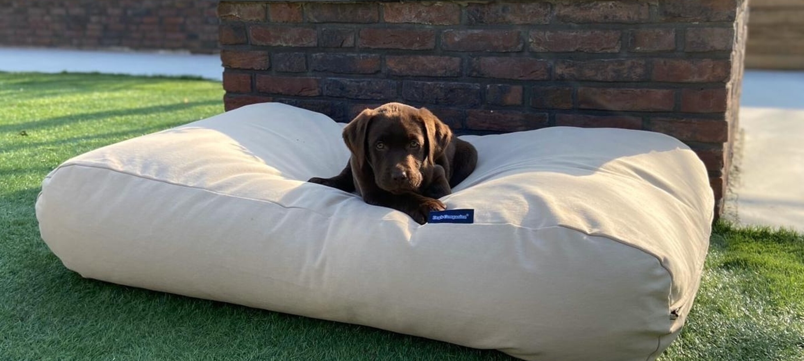 Lente in huis én buiten: stijlvol interieur en comfortabele wandelingen met je hond