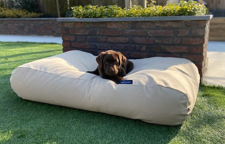 Lente in huis én buiten: stijlvol interieur en comfortabele wandelingen met je hond