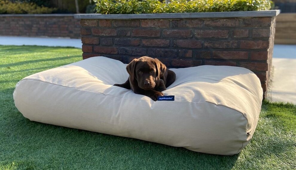 Lente in huis én buiten: stijlvol interieur en comfortabele wandelingen met je hond