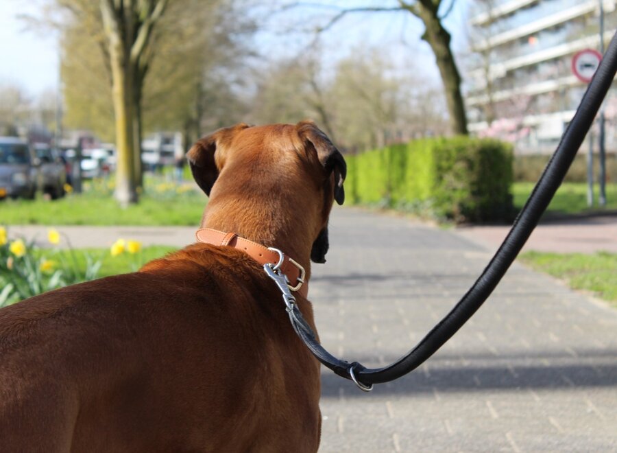 PU-leer hondenhalsband, verstelbaar | in de kleuren bruin, zwart, groen, roze & blauw | duurzaam, stijlvol en comfortabel voor elke hond