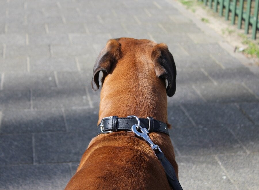 PU-leer hondenhalsband, verstelbaar | in de kleuren bruin, zwart, groen, roze & blauw | duurzaam, stijlvol en comfortabel voor elke hond
