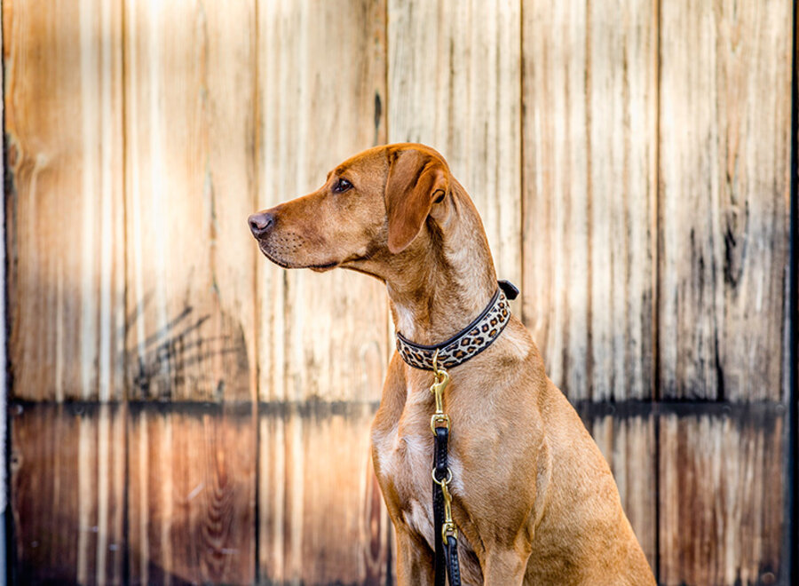 Exclusieve leren hondenhalsband met luipaardprint in donkerbruin en goud, zacht nappaleer met nylon kern, handgeklonken beslag, 65 cm, 45 mm