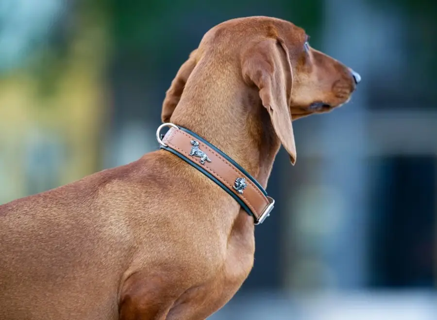 Exclusieve leren hondenhalsband met teckel en eikenblad applicaties, cognac/groen met zilveren details, zacht nappaleer, 35-45 cm, 24 mm