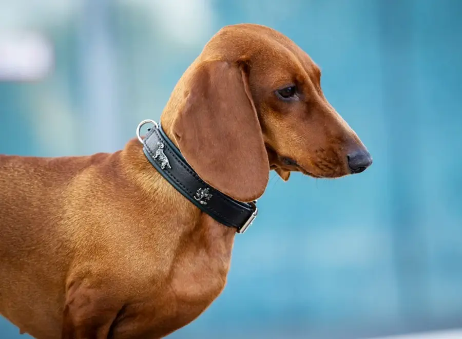 Halsband teckel 35, 40, 45cm / 24mm donkerbruin / groen / zilver