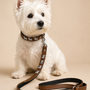 Leren hondenriem Westie bruin