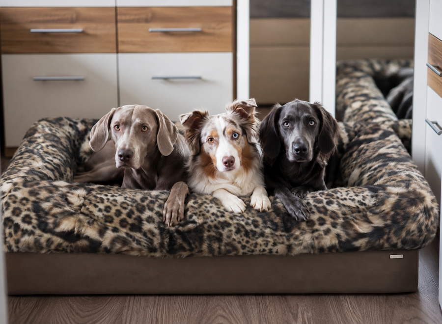 Buddelbox Leopard
