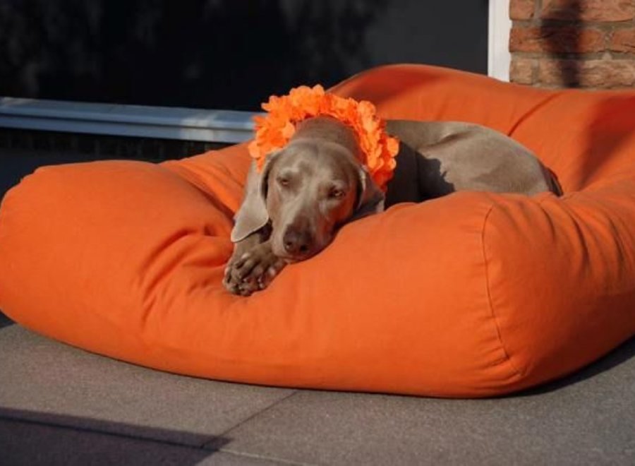 Hondenbed oranje medium