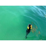 Revolve Oprolbare pikhaak + borstelset