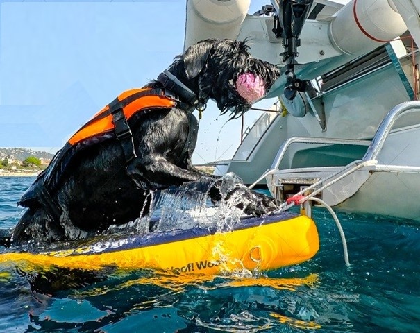 Een trap voor je hond? Ja, echt!