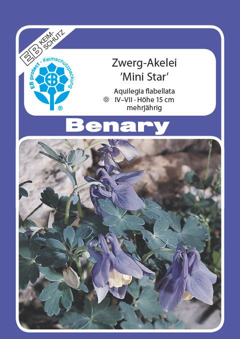 Benary Zwerg-Akelei Mini-Star®, mehrjährig