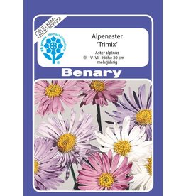 Benary Alpenaster Trimix, mehrjährig