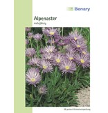 Benary Alpenaster Trimix, mehrjährig