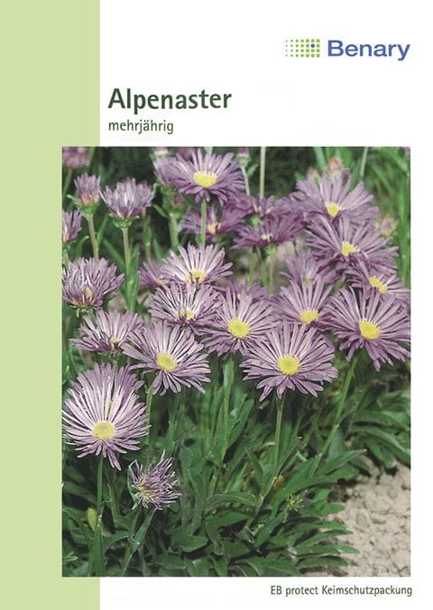 Benary Alpenaster Trimix, mehrjährig