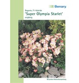 Benary Begonien Super Olympia® F1 Starlet®, einjährig