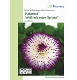 Benary Gänseblümchen Habanera® Weiß mit roten Spitzen, zweijährig