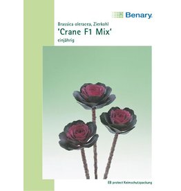 Benary Zierkohl Crane F1 Mix, einjährig