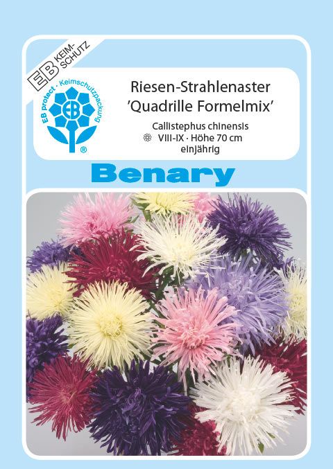 Benary Aster Riesen Strahlen Formel Mix, einjährig