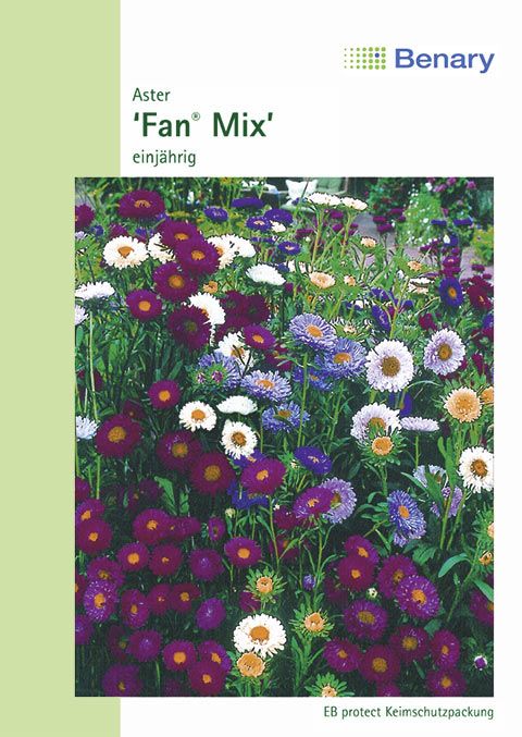 Benary Aster Fan® Mix, einjährig