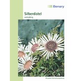 Benary Silberdistel Simplex, mehrjährig