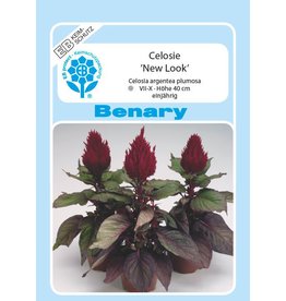 Benary Celosie New Look®, einjährig