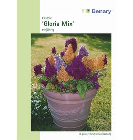 Benary Celosie Gloria Mix, einjährig