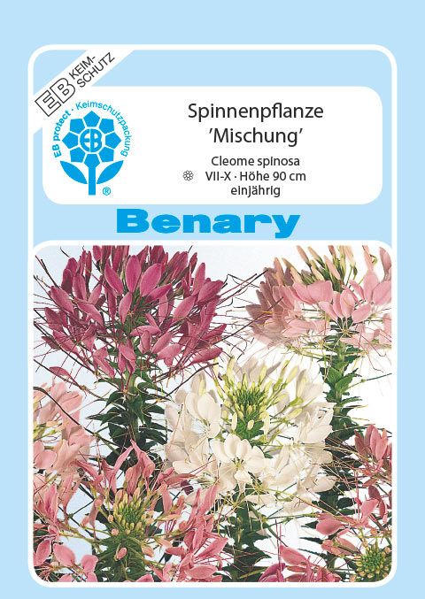 Benary Spinnenpflanze Mix, einjährig