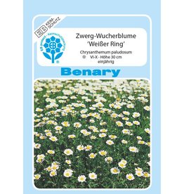 Benary Zwerg-Wucherblume Weißer Ring, einjährig