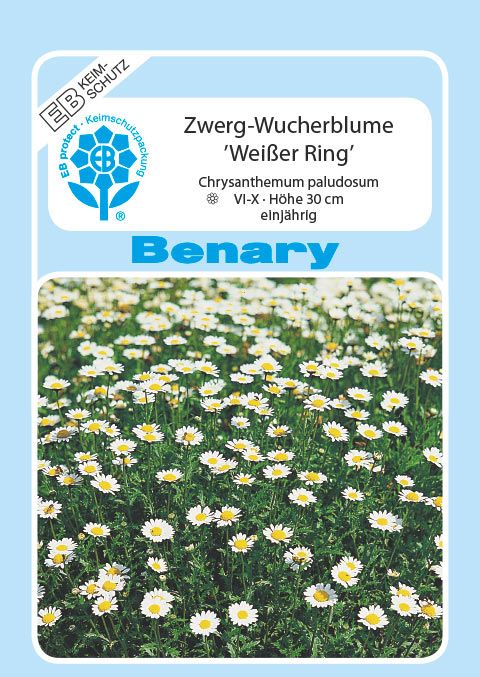 Benary Zwerg-Wucherblume Weißer Ring, einjährig