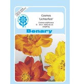 Benary Schmuckkörbchen  Lichterfest, einjährig
