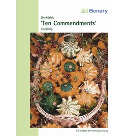 Benary Zierkürbis Ten Commendments, einjährig