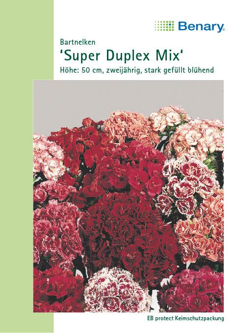 Benary Bartnelken Super Duplex Mix, zweijährig