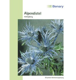 Benary Alpendistel Superbum, Mannstreu, mehrjährig