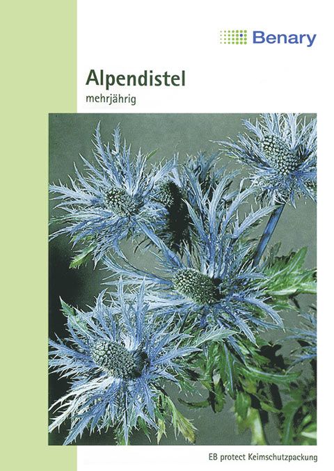 Benary Alpendistel Superbum, Mannstreu, mehrjährig