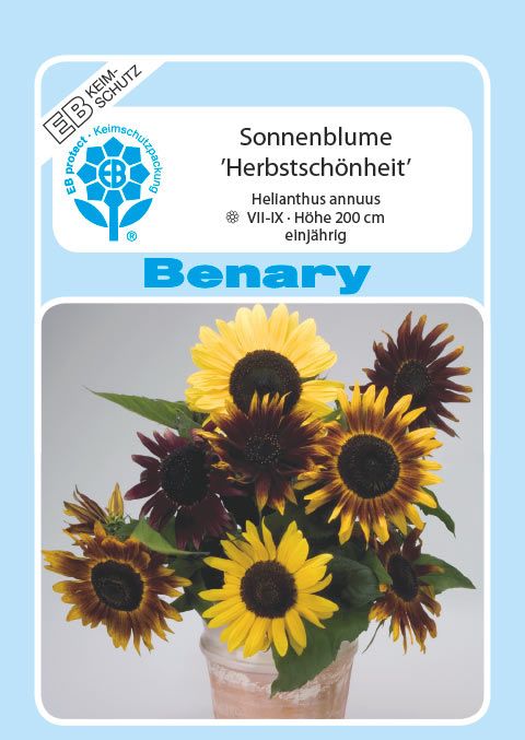 Benary Sonnenblume Herbstschönheit, einjährig