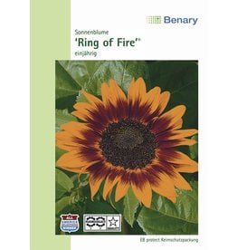 Benary Sonnenblume Ring of Fire, einjährig