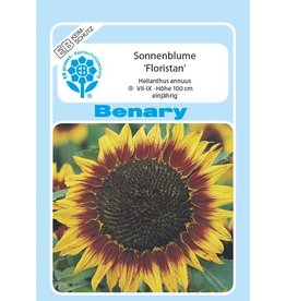 Benary Sonnenblume Floristan®, einjährig