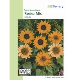 Benary Zwerg-Sonnenblume Pacino® Mix, einjährig