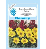 Benary Zwerg-Sonnenblume Pacino® Gold, einjährig