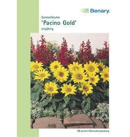 Benary Zwerg-Sonnenblume Pacino® Gold, einjährig