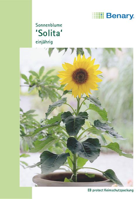 Benary Sonnenblume Solita, einjährig
