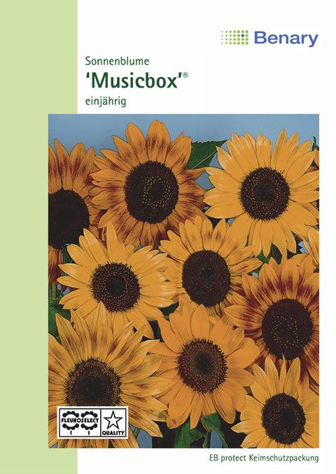 Benary Sonnenblume Musicbox®, einjährig