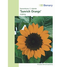 Benary Sonnenblume Sunrich Orange, einjährig